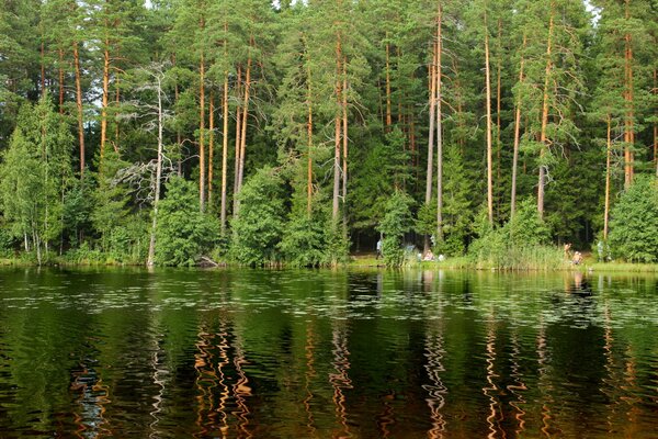Bosque de San Petersburgo con hermosos árboles
