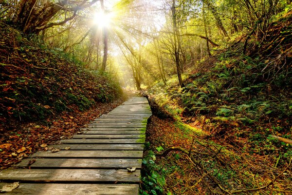 Paisaje de senderos de puesta de sol en otoño poru