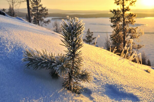 Pequeño pino al atardecer en la nieve