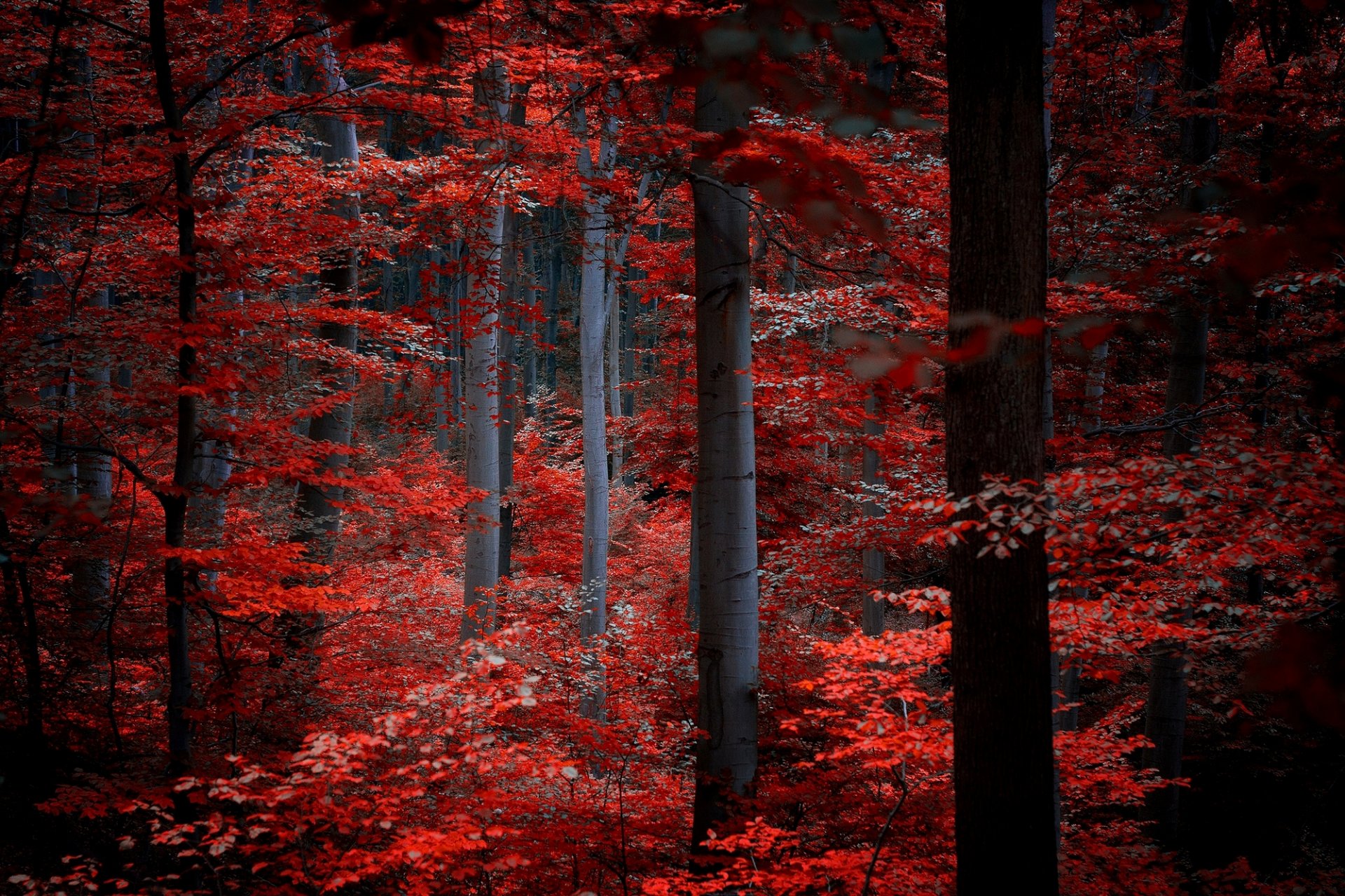 bosque árboles hojas carmesí burdeos rojo naturaleza otoño