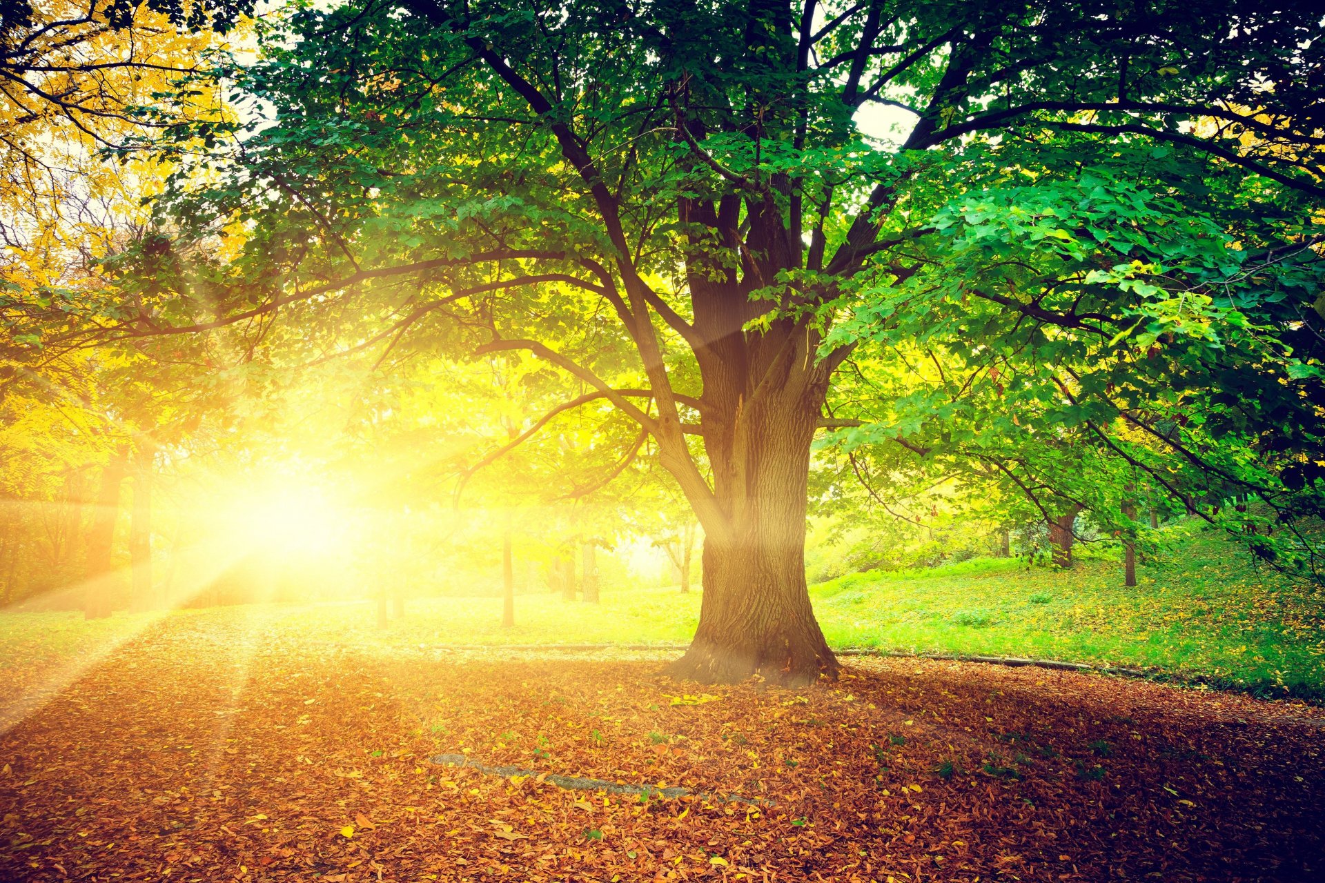 naturaleza árbol árboles hojas hojas sol rayos brillante otoño día hojas de árbol fondo papel pintado pantalla ancha pantalla completa pantalla ancha pantalla ancha