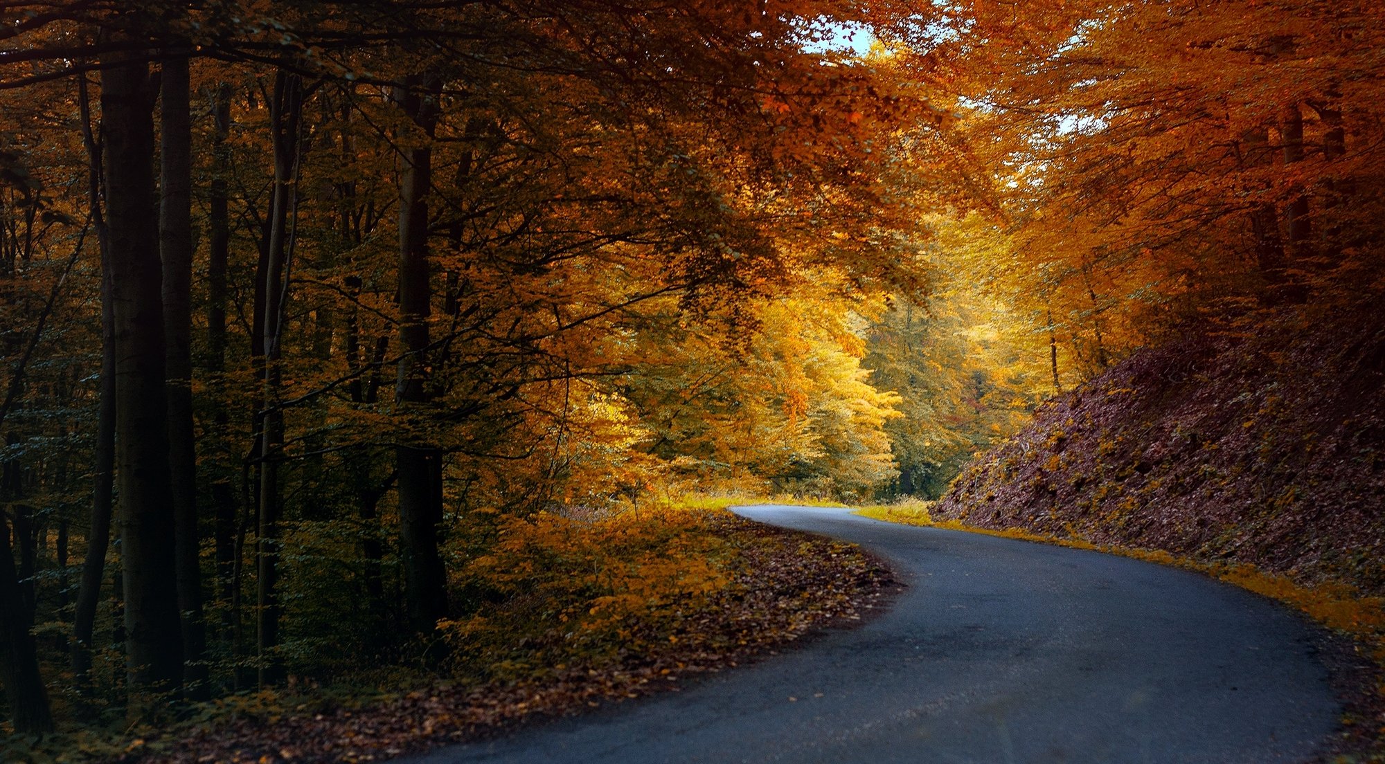 otoño naturaleza carretera asfalto bosque árboles hojas naranja amarillo