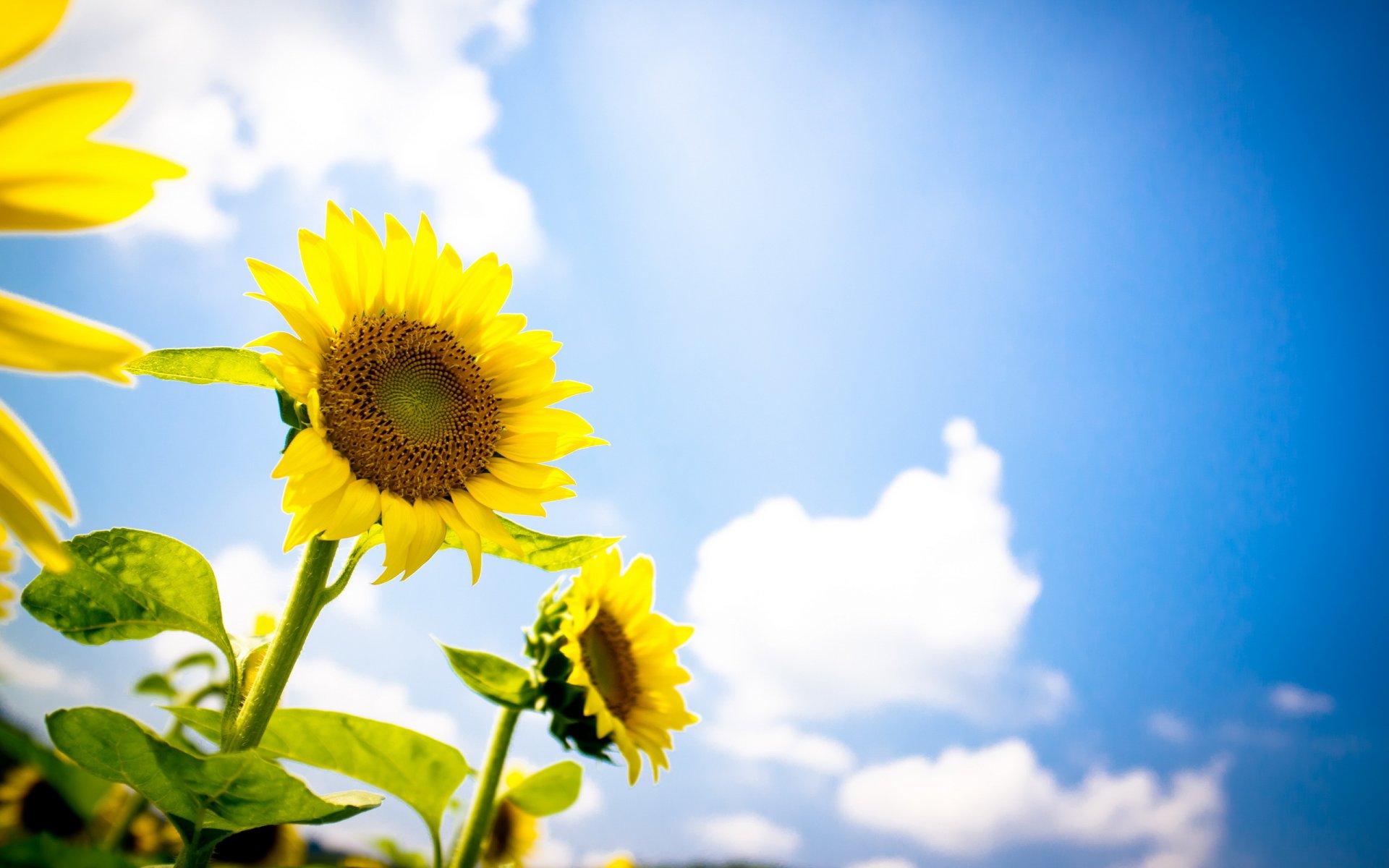 girasoles verano cielo naturaleza