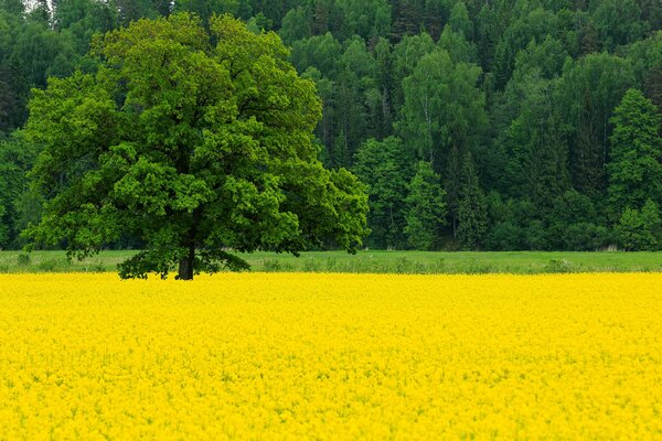Bosque verde y campo de colza en mayo
