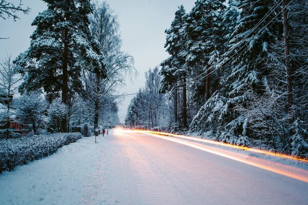 Árboles a lo largo de la carretera en invierno
