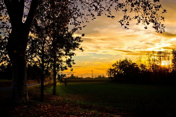 Foto de la tarde del campo. Árboles y puesta de sol