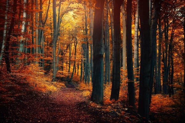 Sendero trillado en el bosque de otoño