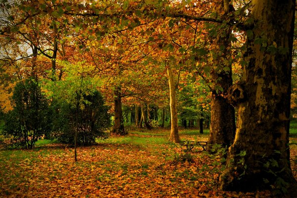 Hojas de otoño en los árboles en el parque