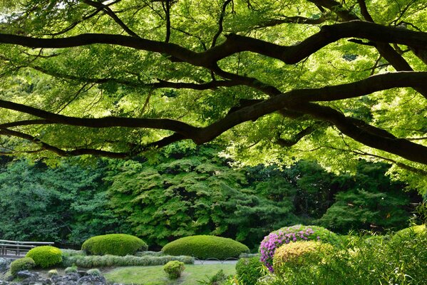 Jardín japonés Shinjuku Gyoen