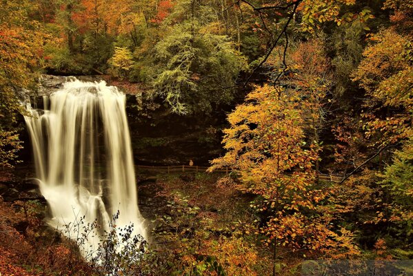 Foto de bosque y cascada en otoño