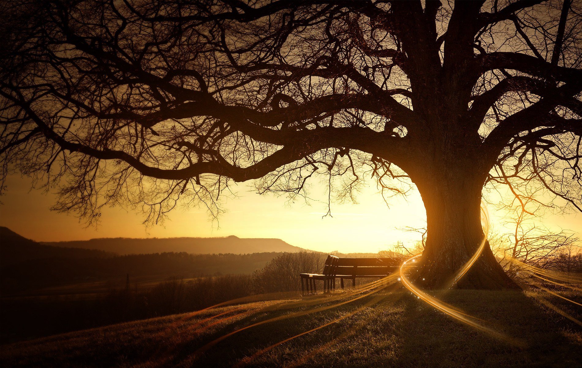 amanecer árbol sol