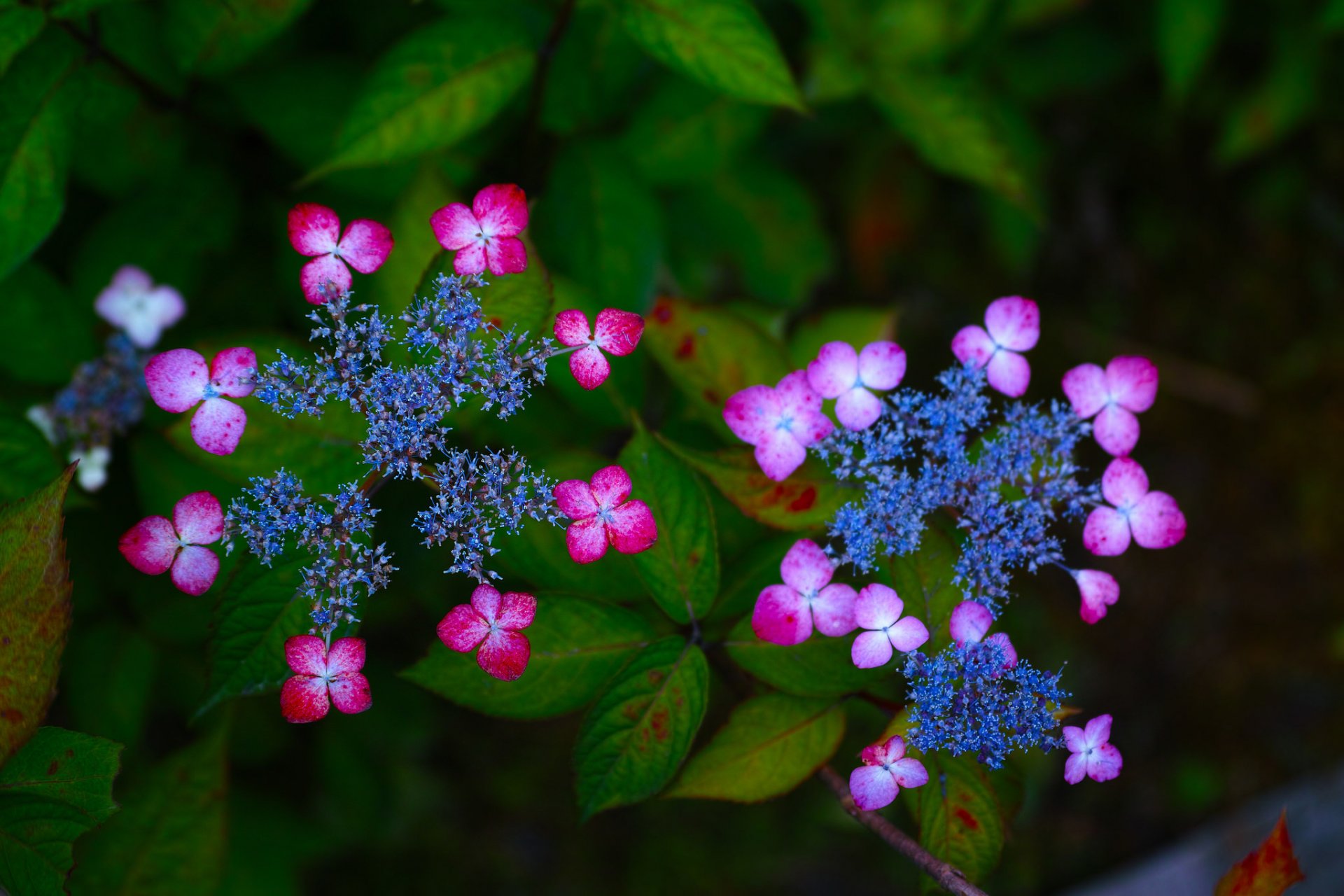 hortensia flores inflorescencias macro