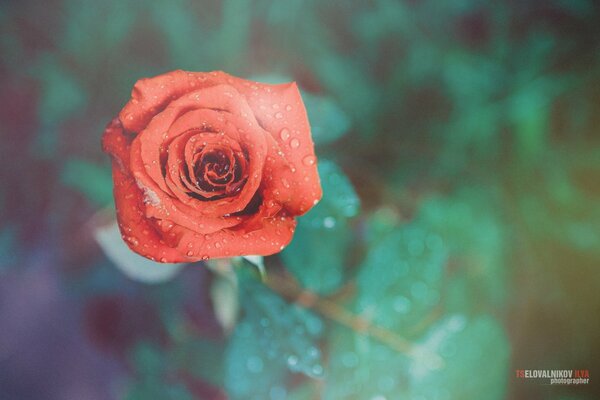 La flor es de color rojo. Rosa linda y brillante, gotas de agua