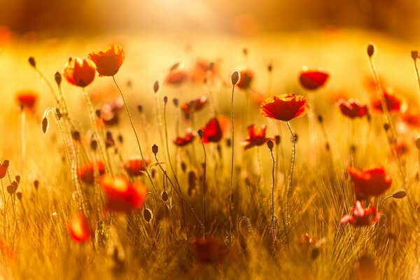Campo de verano de amapolas rojas