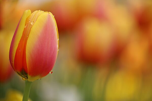 Tulipanes naranjas con gotas de lluvia