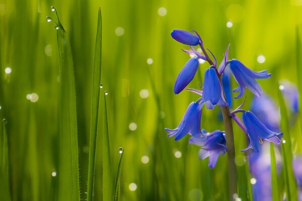 Flores de campana en el fondo de la hierba con gotas de rocío