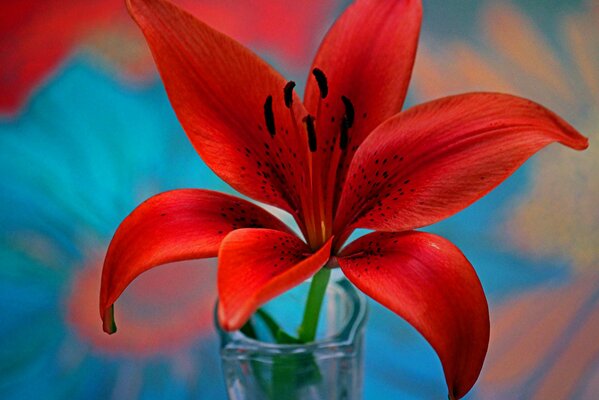 Pétalos de lirio rojo con estambres