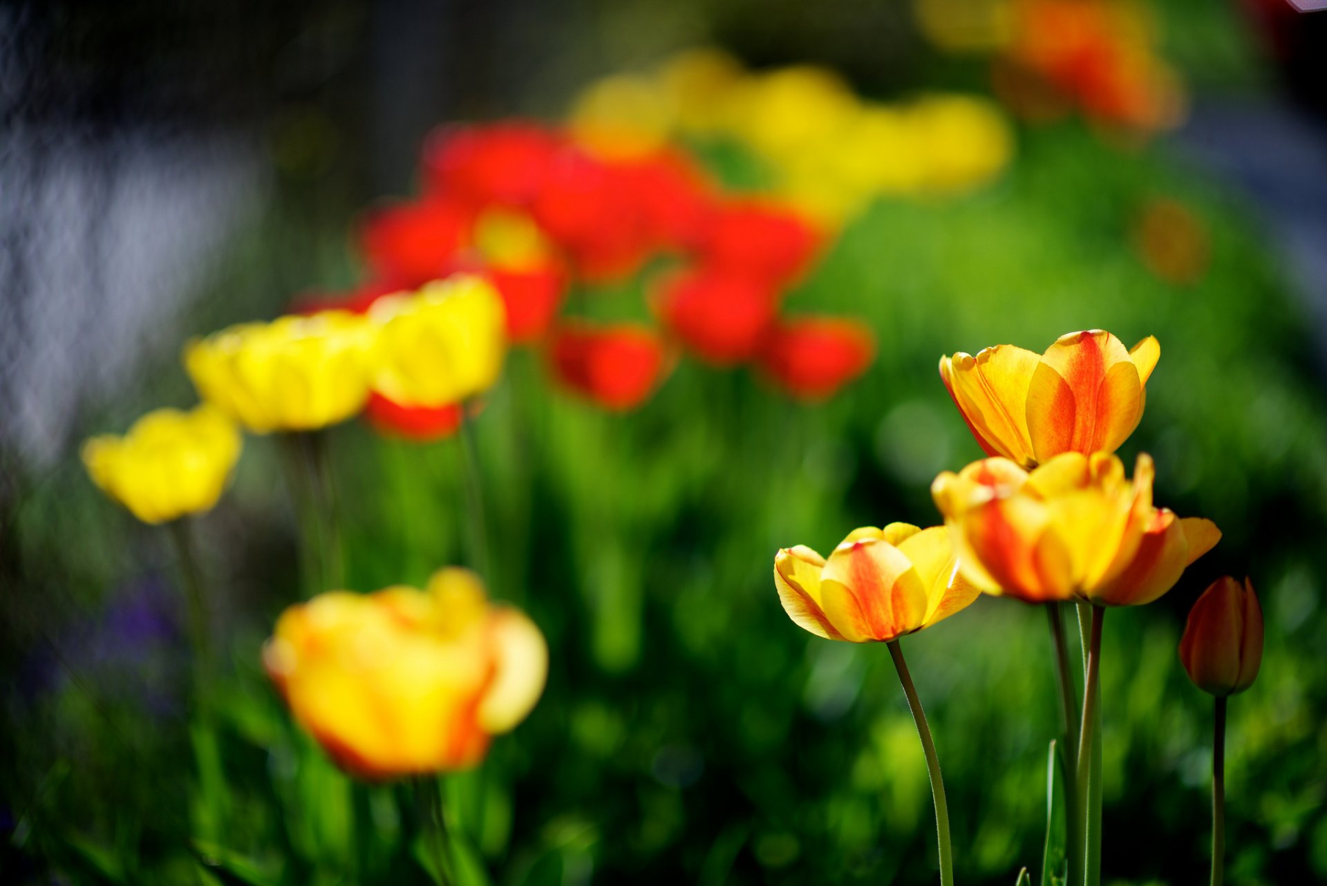 tulipanes amarillo rojo primavera naturaleza