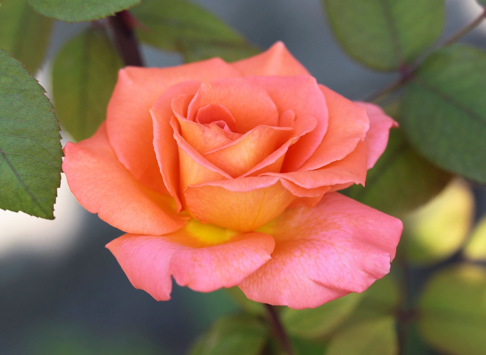 rosa amarillo-rosa hojas fondo