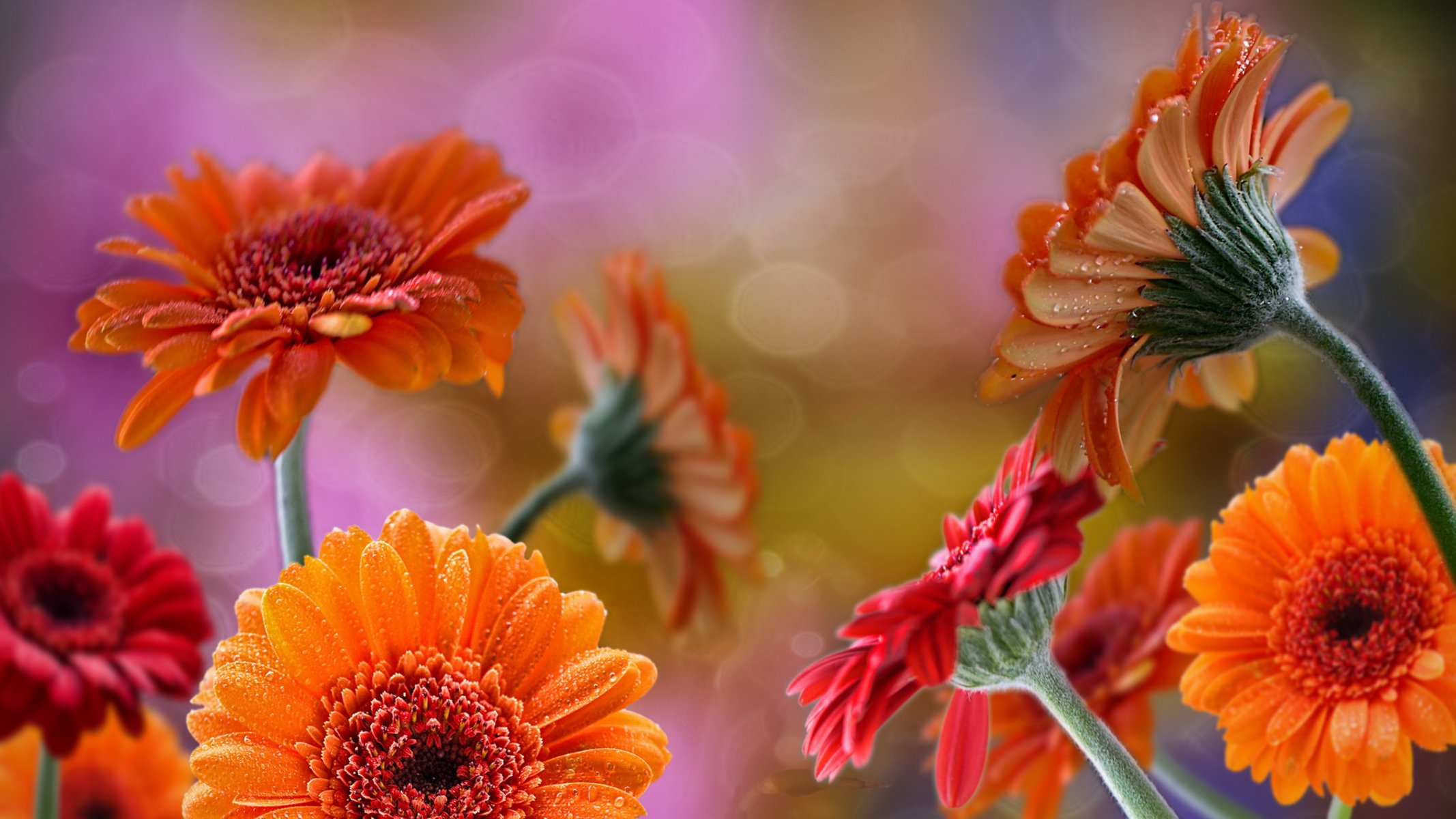 gerberas rojo naranja gotas rocío reflejos