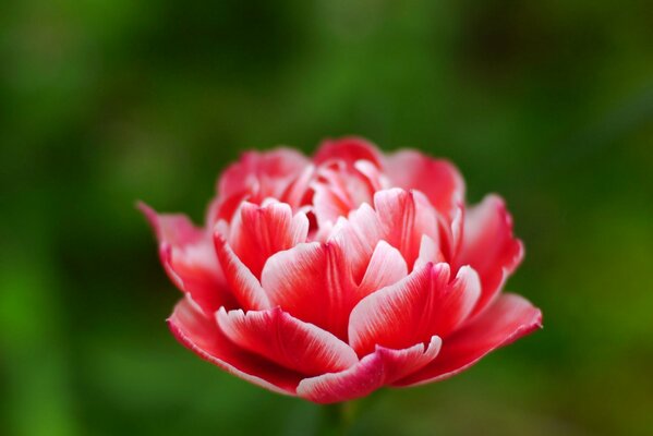 Hermoso capullo de flor rosa