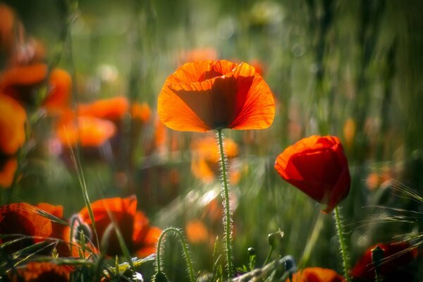 Las amapolas rojas brillan a la luz del sol