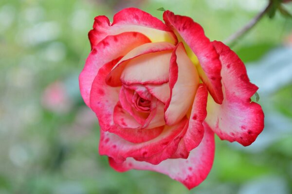 Brote de rosa roja fragante