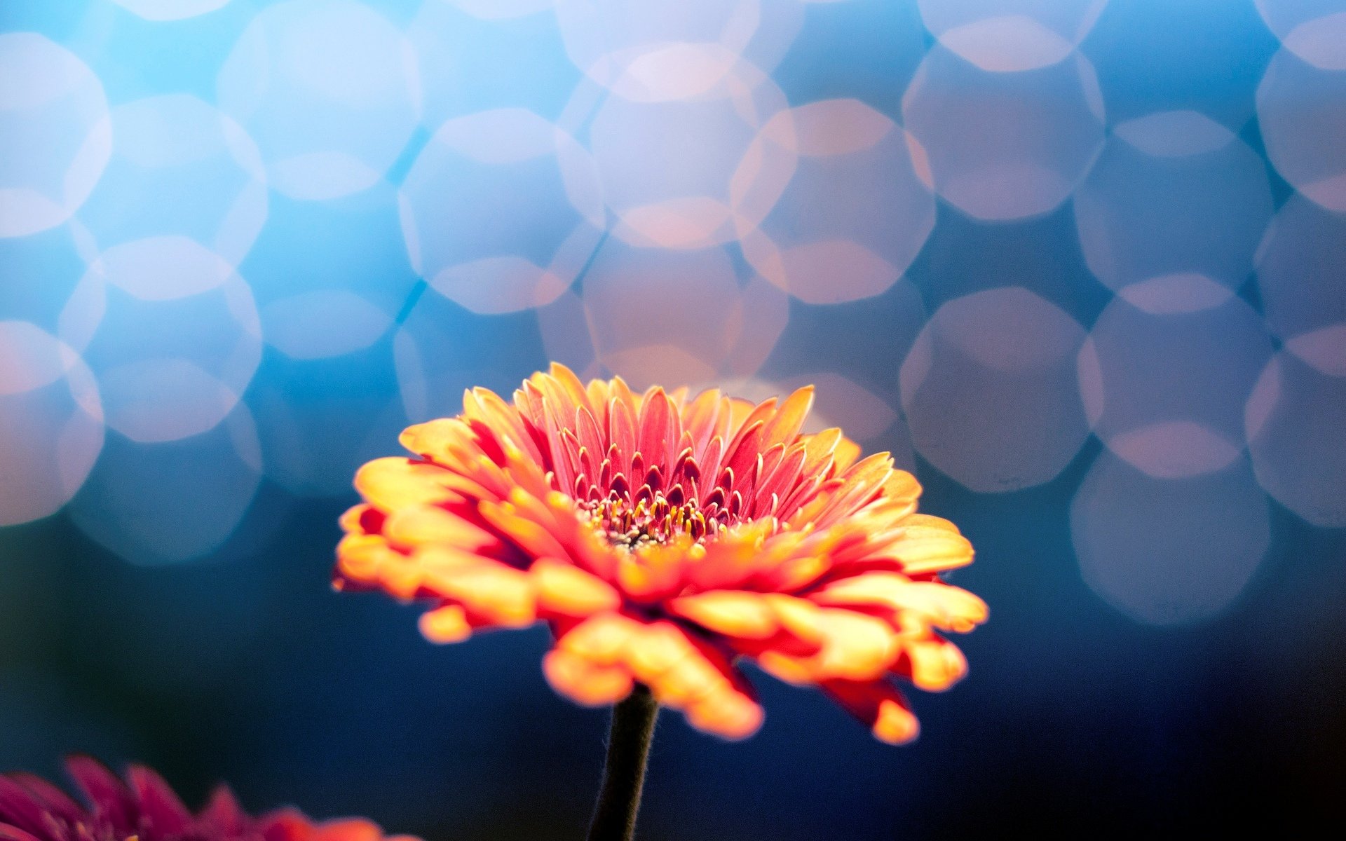 flores florecita flor desenfoque bokeh fondo papel pintado pantalla ancha pantalla completa pantalla ancha