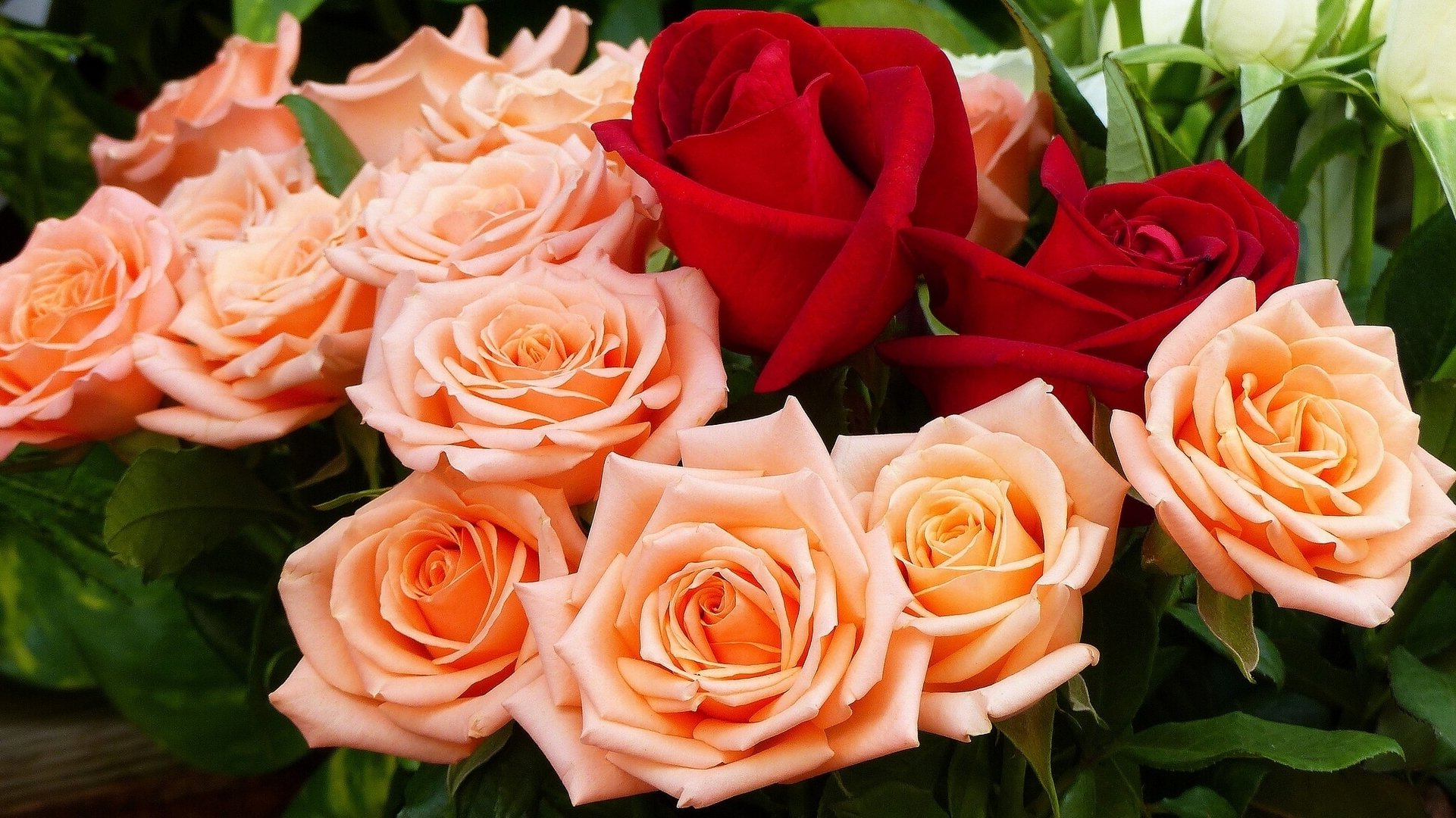 rosas capullos ramo