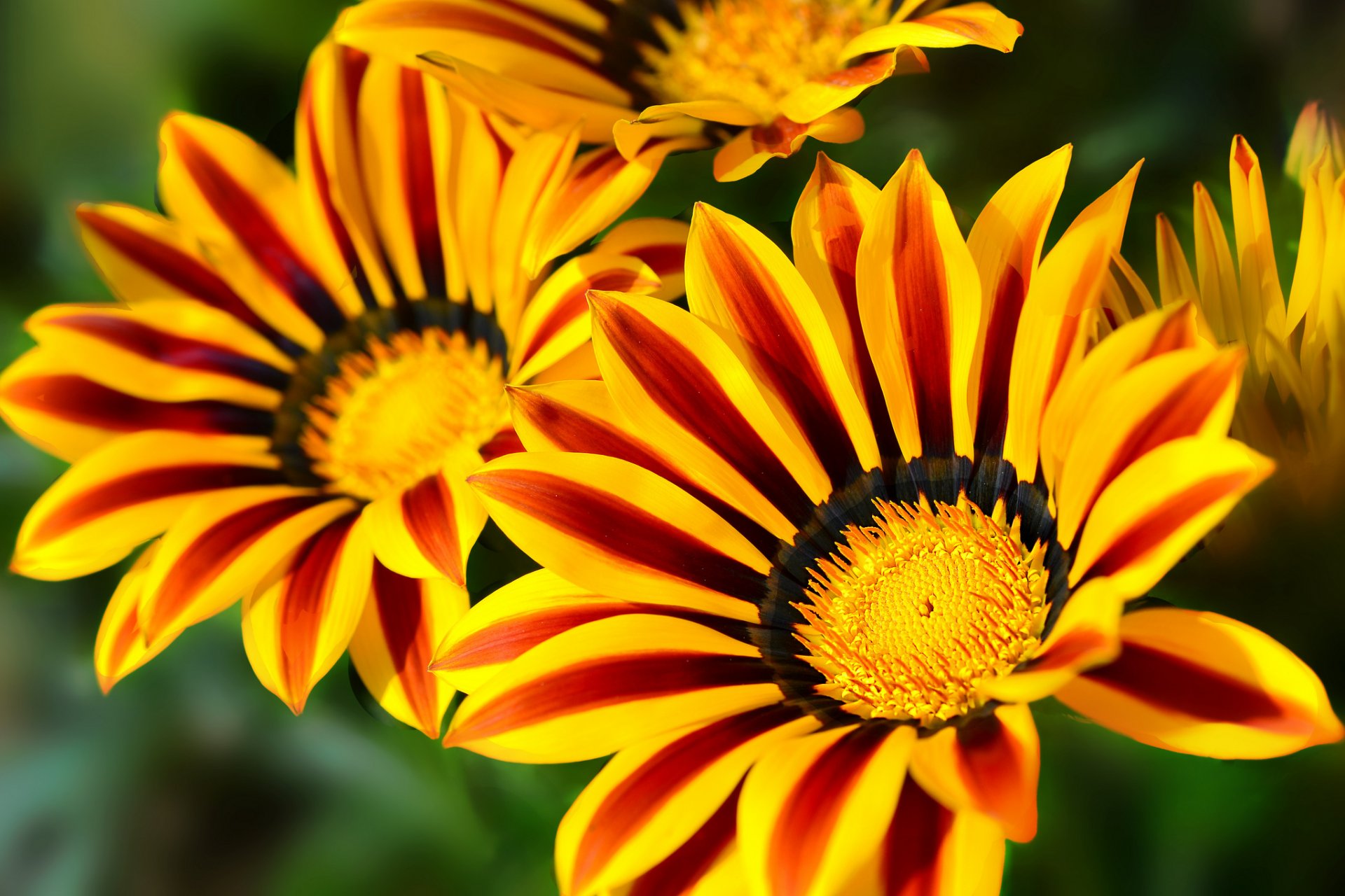 gazania macro pétalos