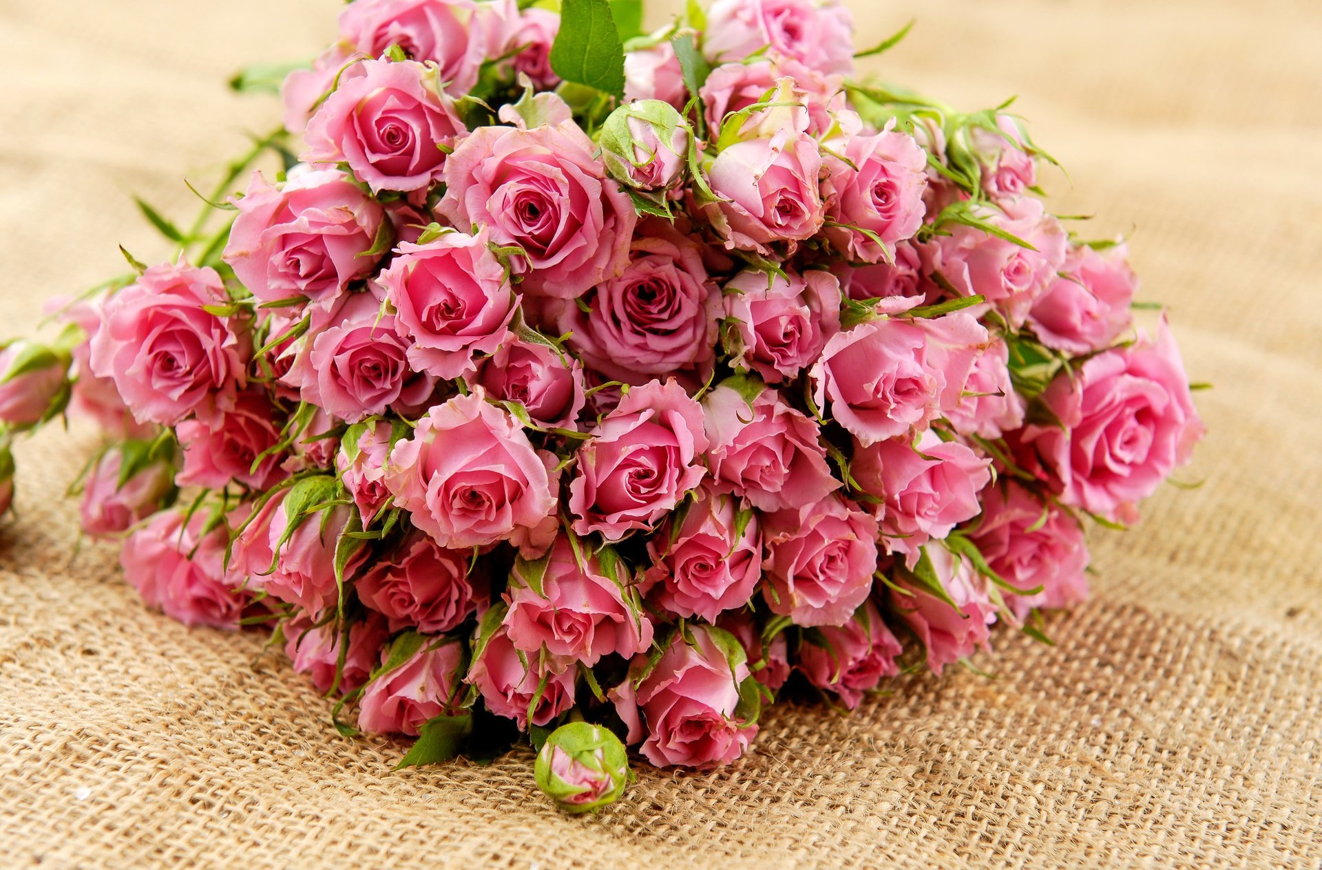 rosas flores rosas ramo hojas brotes pétalos