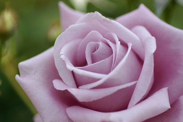 Rosa pálida rosa macro disparo