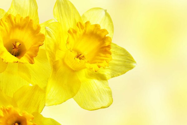 Narcisos amarillos. Macro instantánea