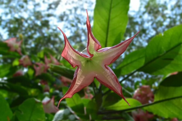 Una flor inusual. flor en forma de estrella