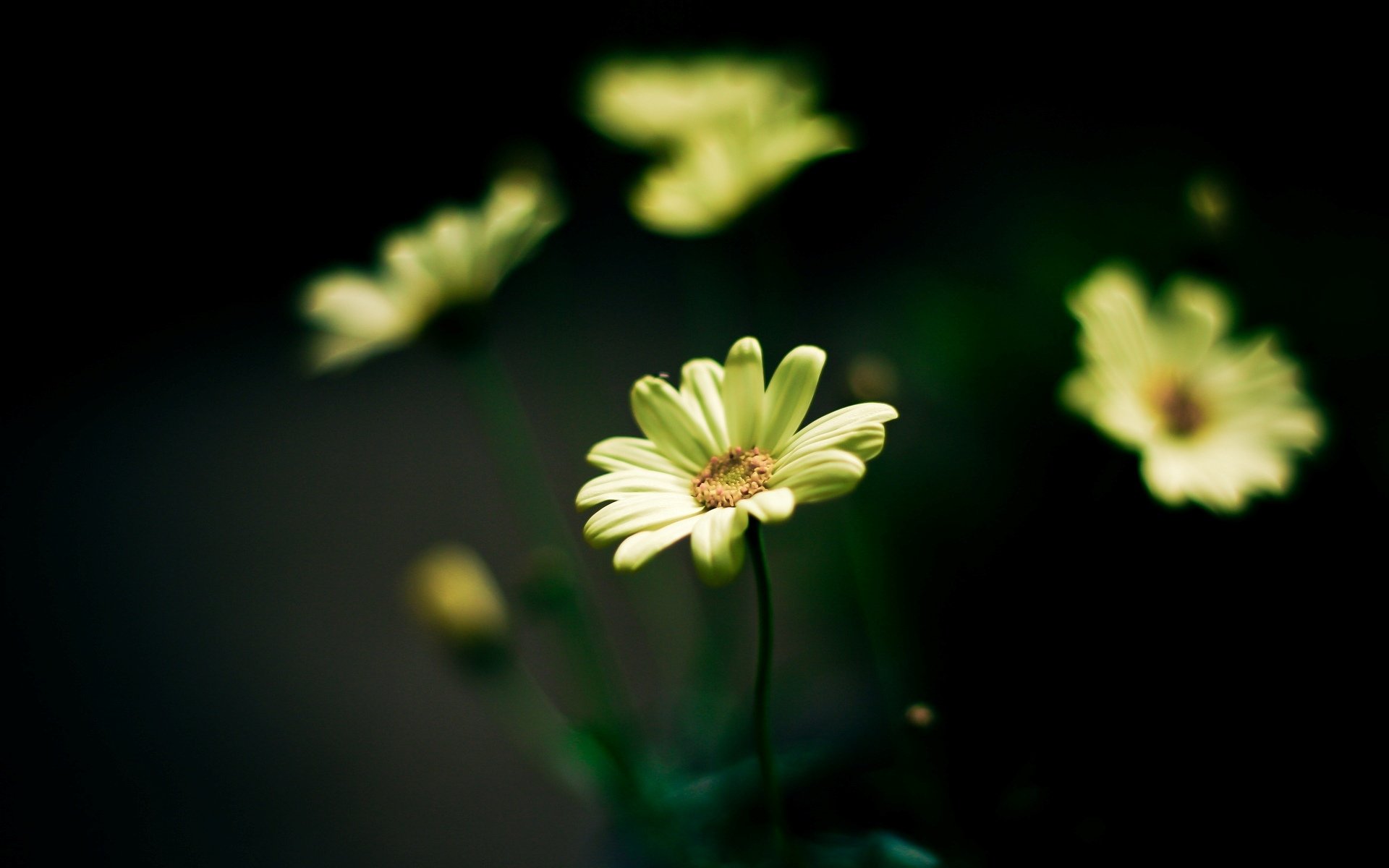 flores flores amarillo flor verde desenfoque fondo papel pintado pantalla ancha pantalla completa pantalla ancha pantalla ancha