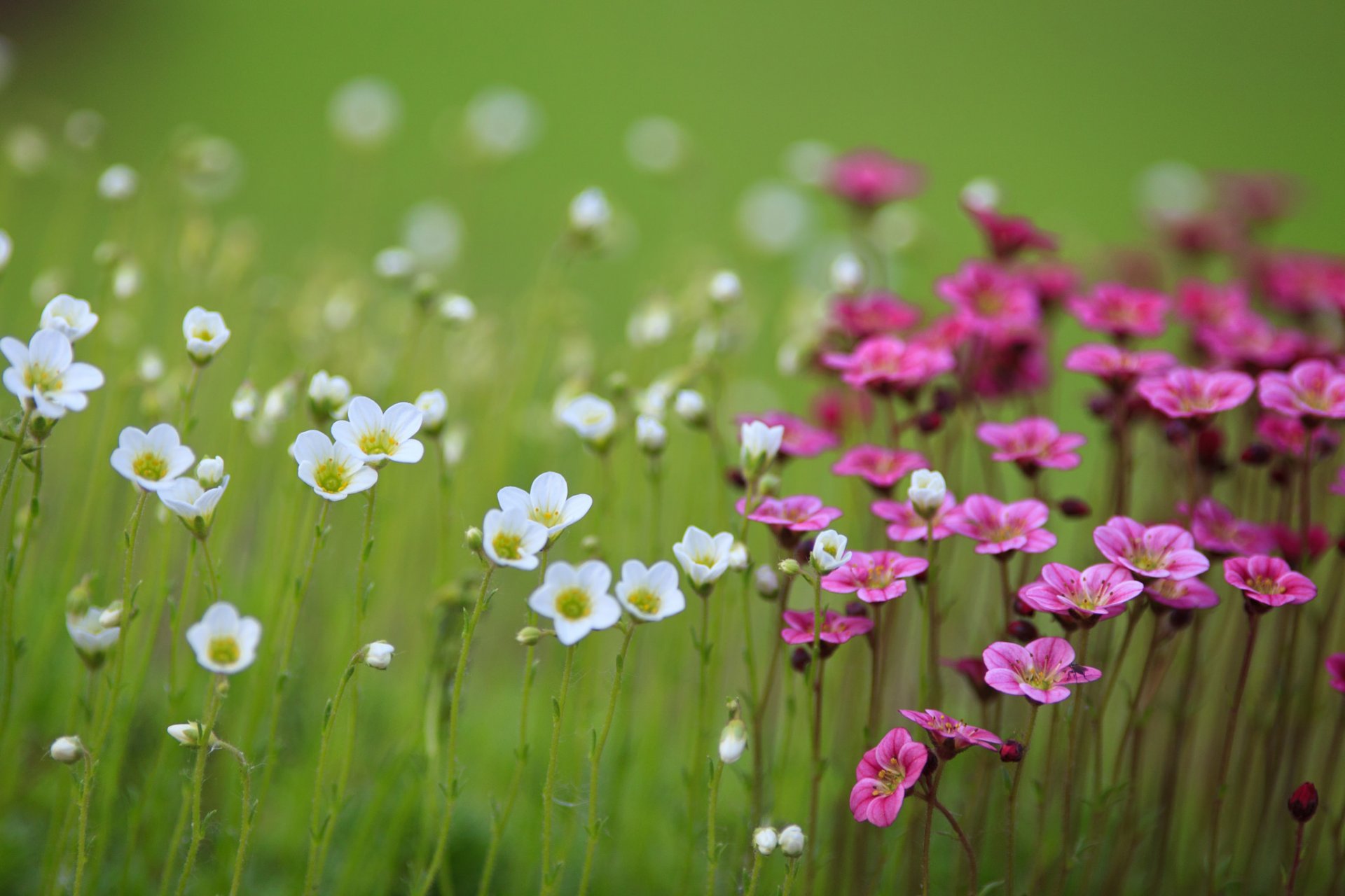 campo flores blanco rosa desenfoque