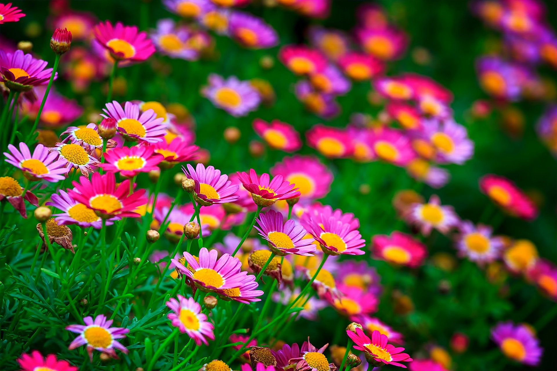 flores claro naturaleza verano