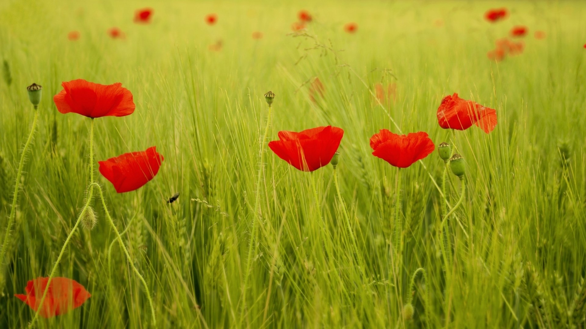flores flores amapolas amapolas rojo campo hojas vegetación hierba fondo papel pintado pantalla ancha pantalla completa pantalla ancha pantalla ancha