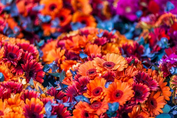 Ramos de flores de color naranja brillante y rojo