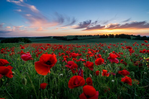 Hermosa puesta de sol en un campo de amapola