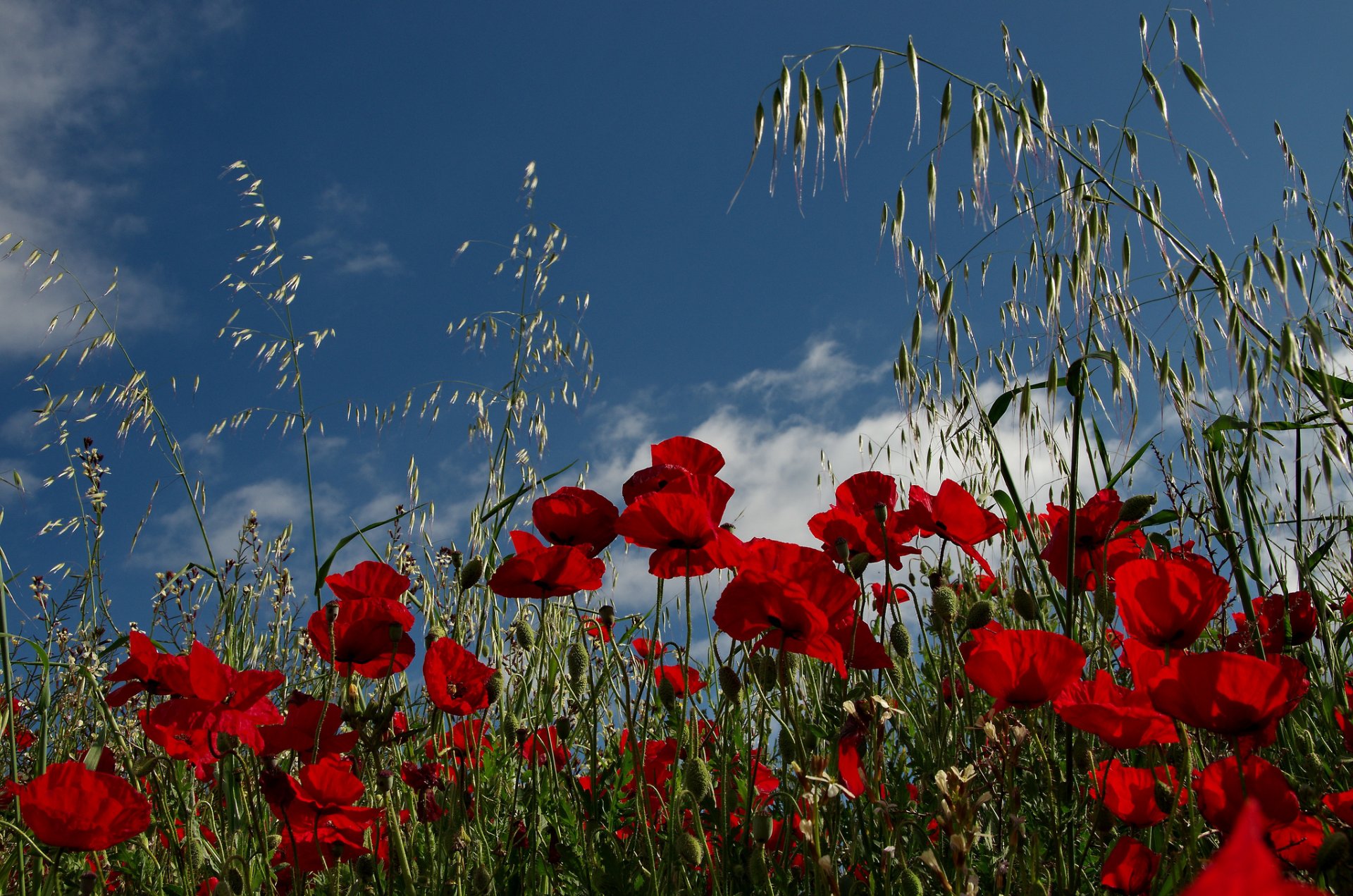 amapolas campo prado