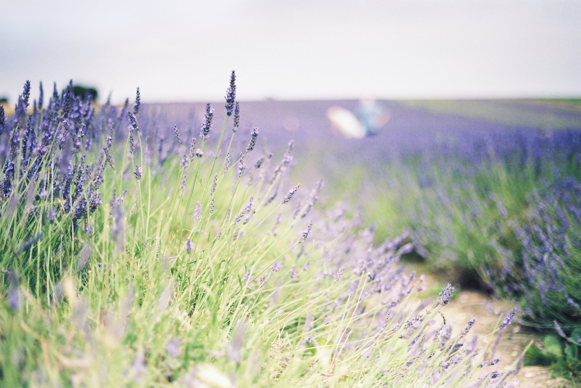 flores flores lavanda campo planta vegetación fondo papel pintado pantalla ancha pantalla completa pantalla ancha pantalla ancha