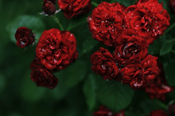 Hermosas rosas rojas estampadas en gotas de agua
