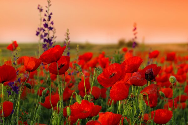 Tallos y flores de amapola al atardecer