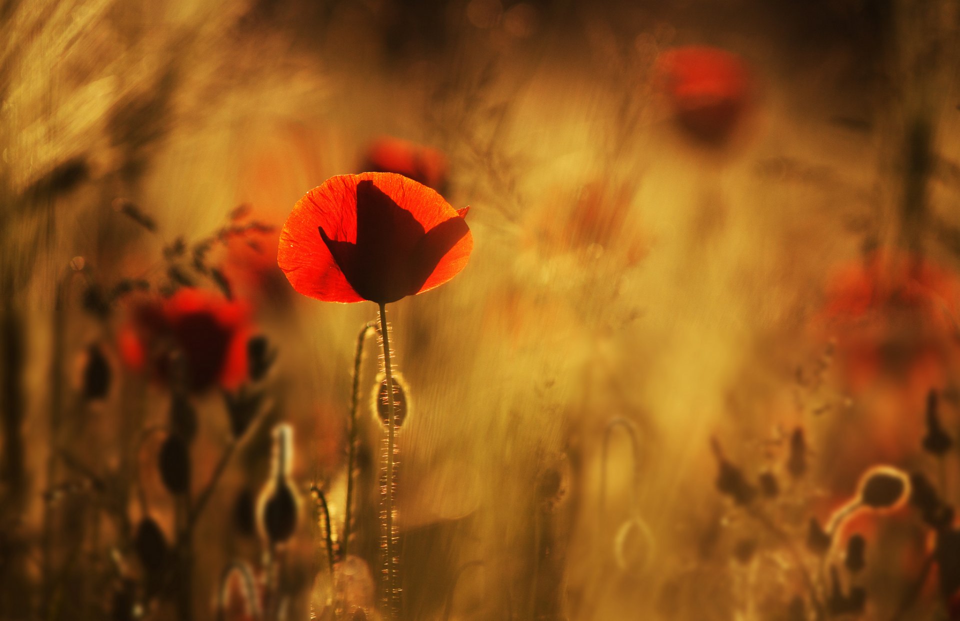 amapolas rojo flores campo macro desenfoque