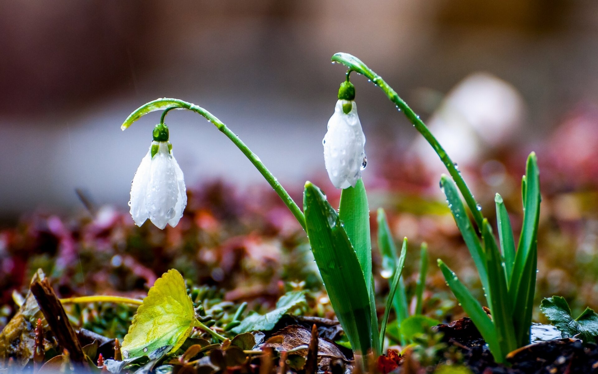 campanillas de nieve primavera lluvia