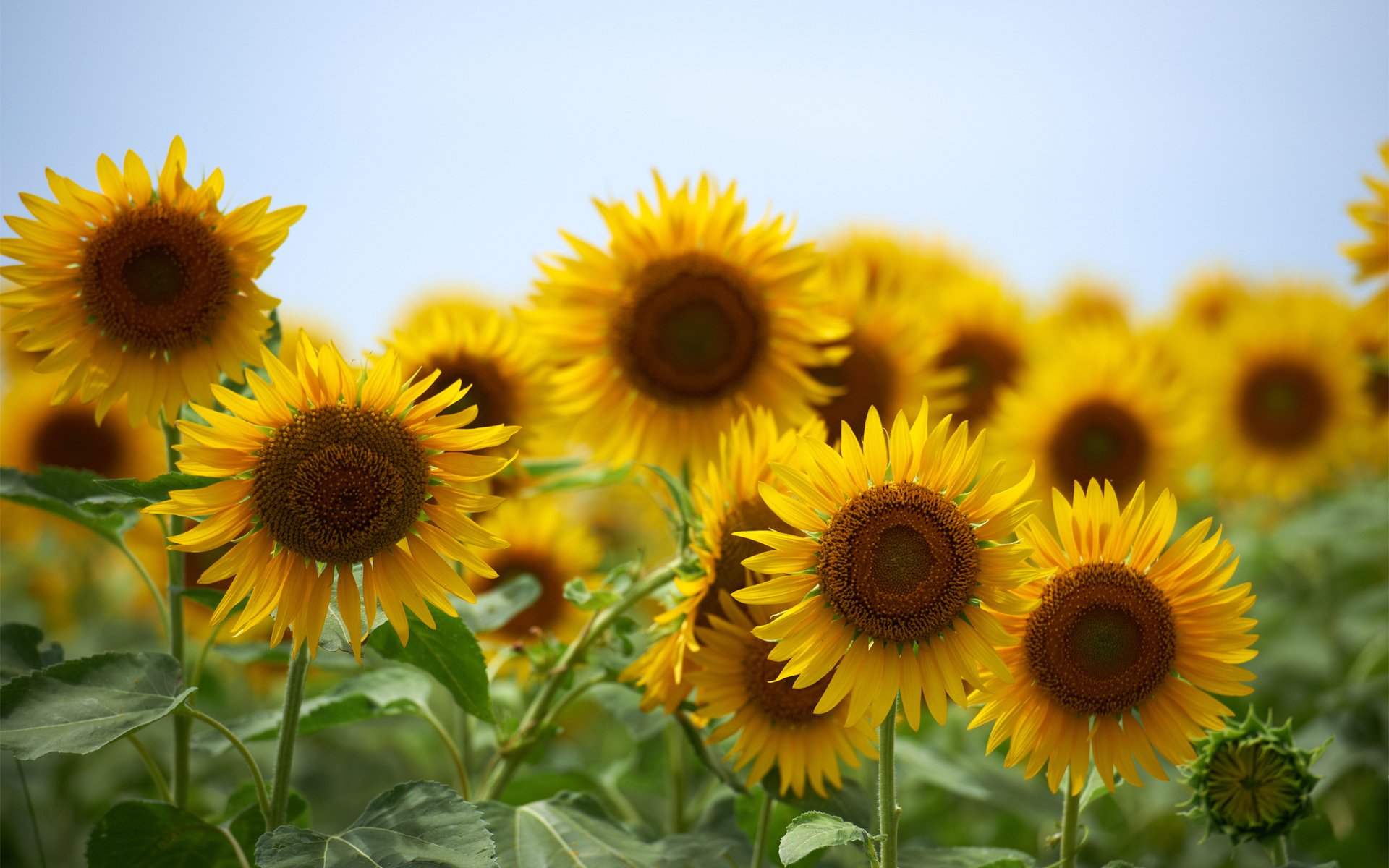 girasoles amarillo flores verano