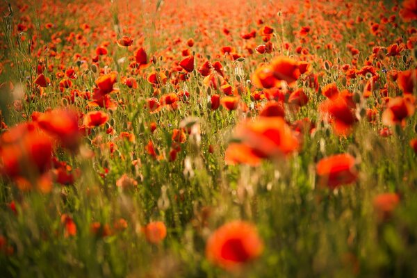 Campo de amapola, fondo de pantalla en la computadora