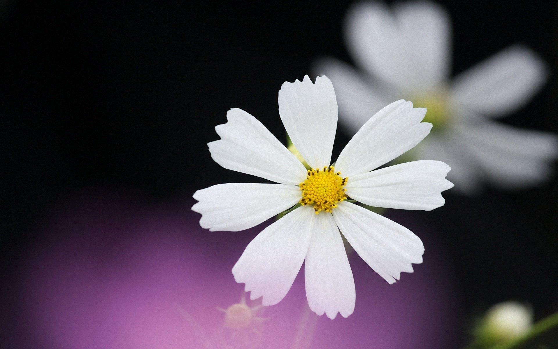 cosmea blanco pétalos negro lila fondo