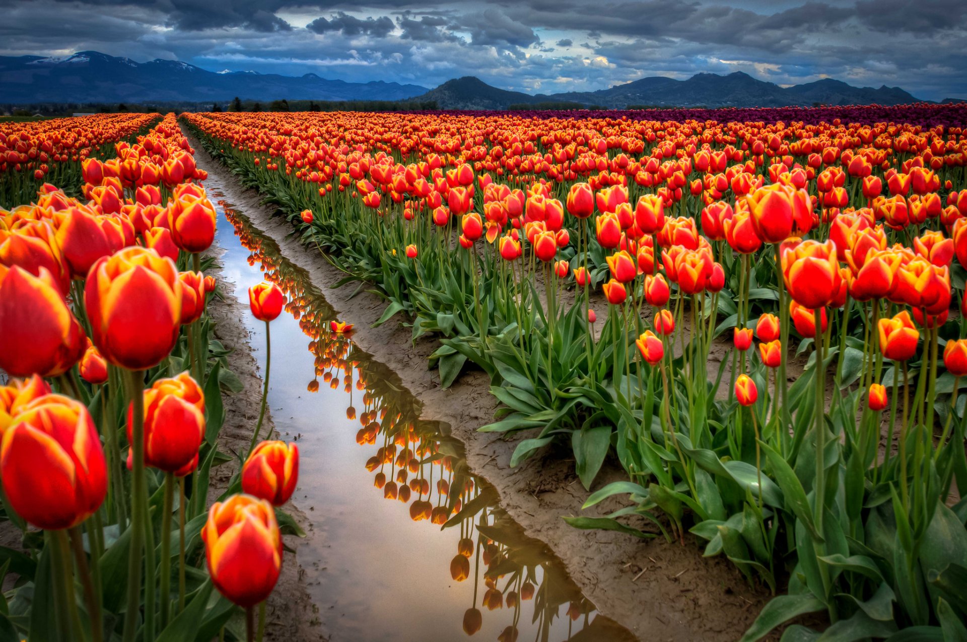 cielo nubes montañas campo tulipanes agua zanja reflexión primavera